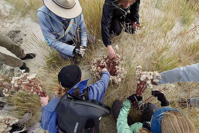 Gruppe steckt Astern zusammen Gruppe steckt Astern zusammen