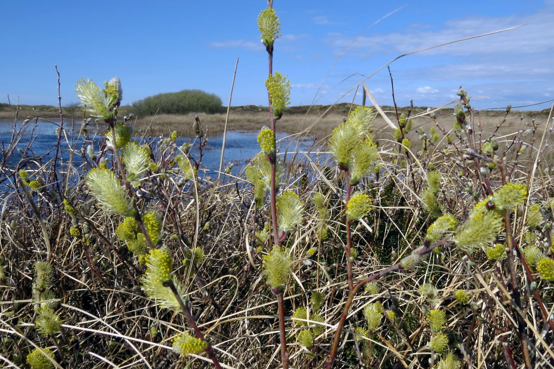 Gelbe Blütenkätzchen