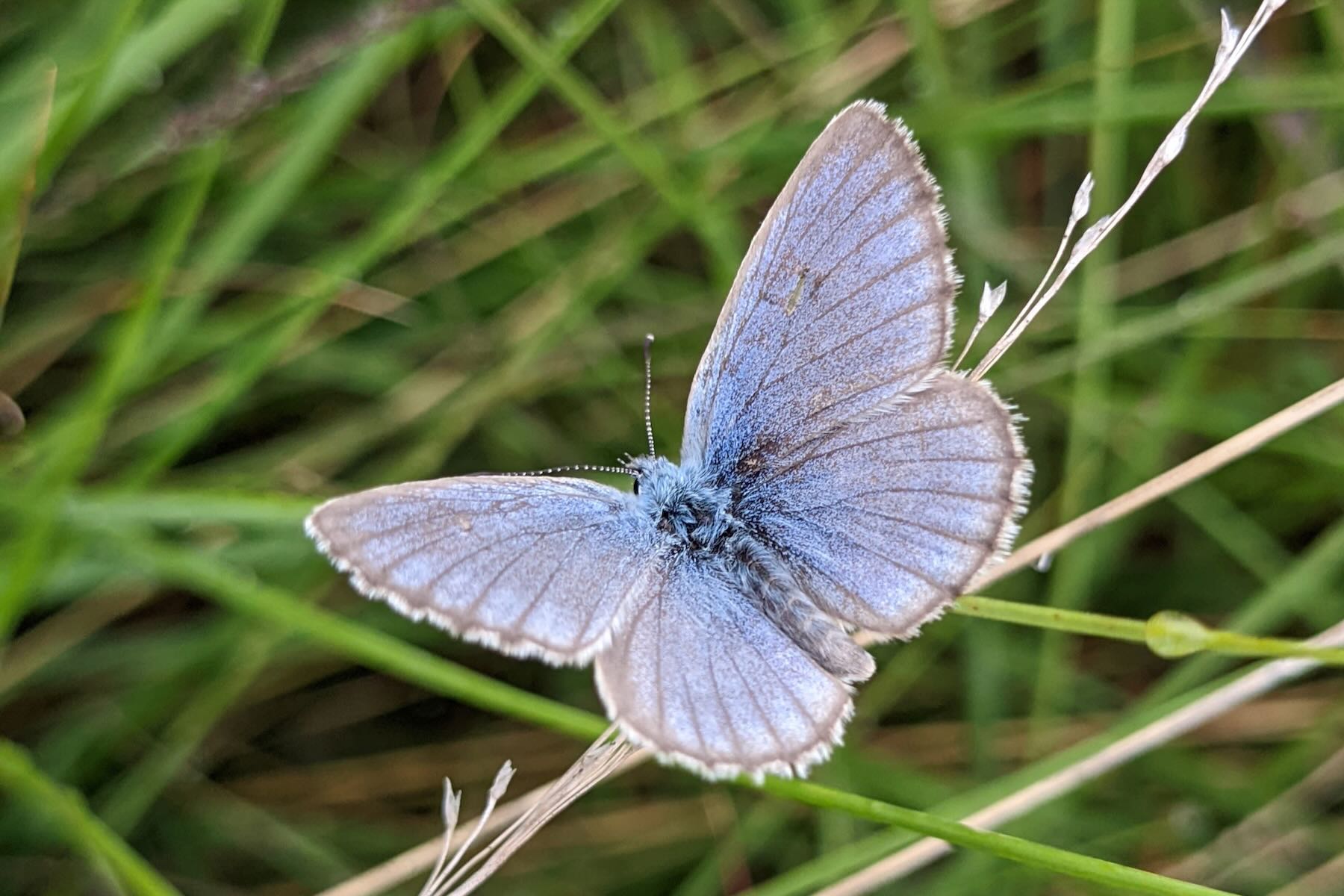 Kleiner hellblauer Schmetterling