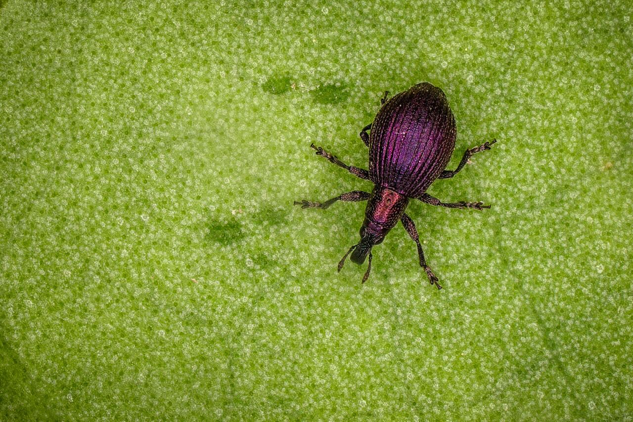 Käfer auf Blatt nah Käfer auf Blatt nah