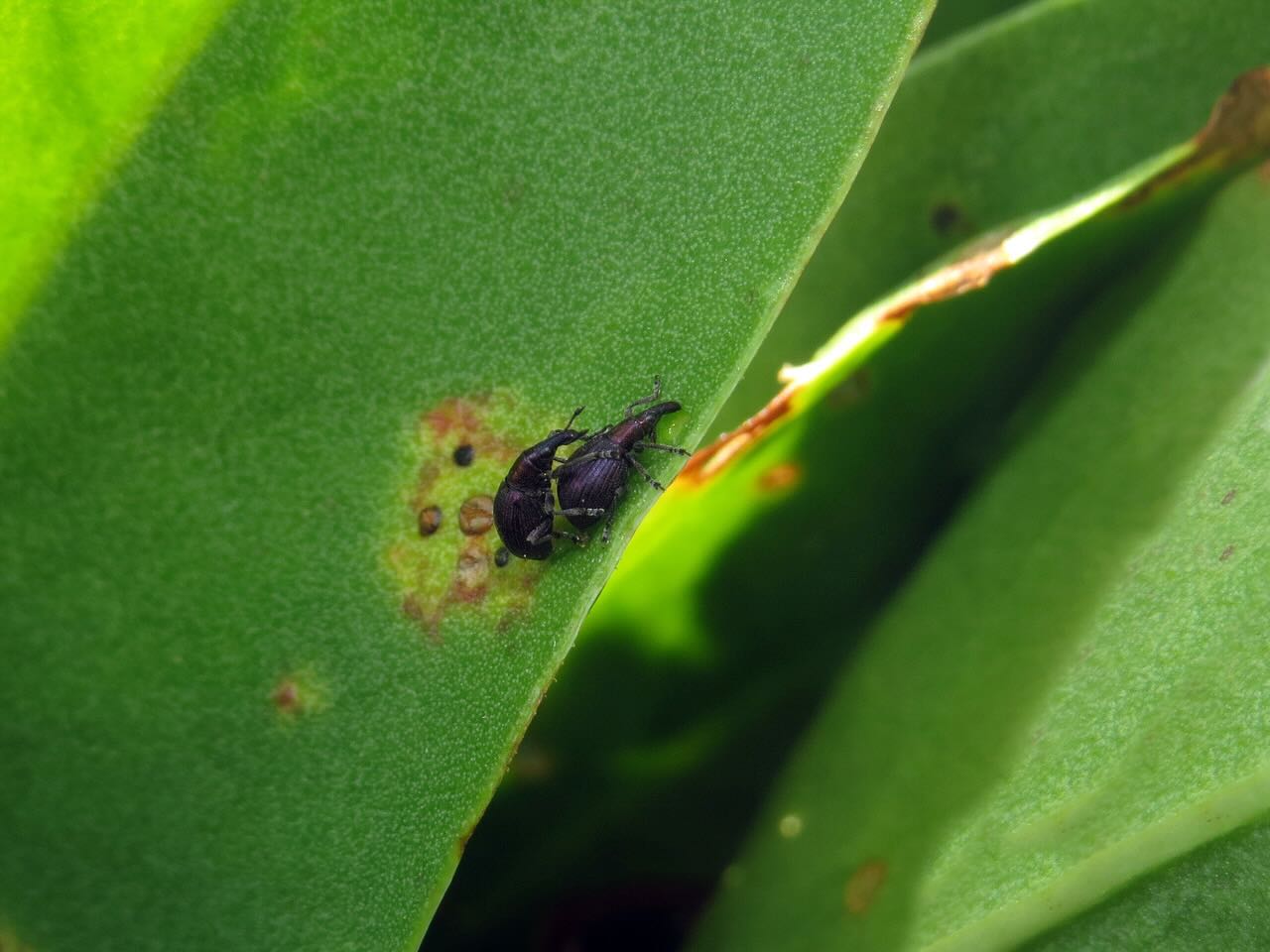 Kopula auf Halligflieder Kopula auf Halligflieder