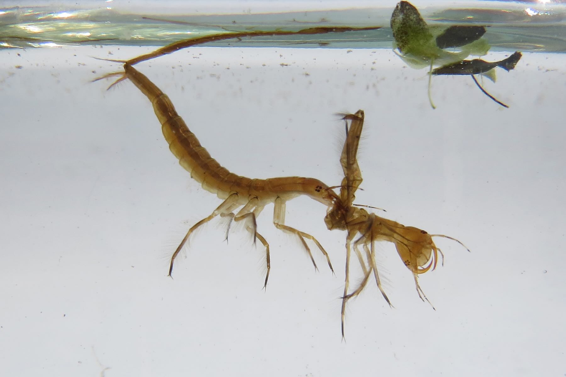 Larve mit langem Schnorchel zur Wasseroberfläche