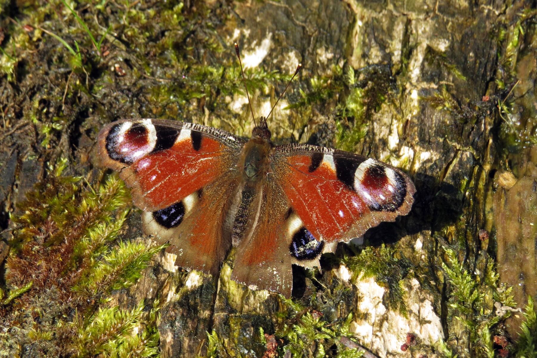 Schmetterling wärmt sich in der Sonne