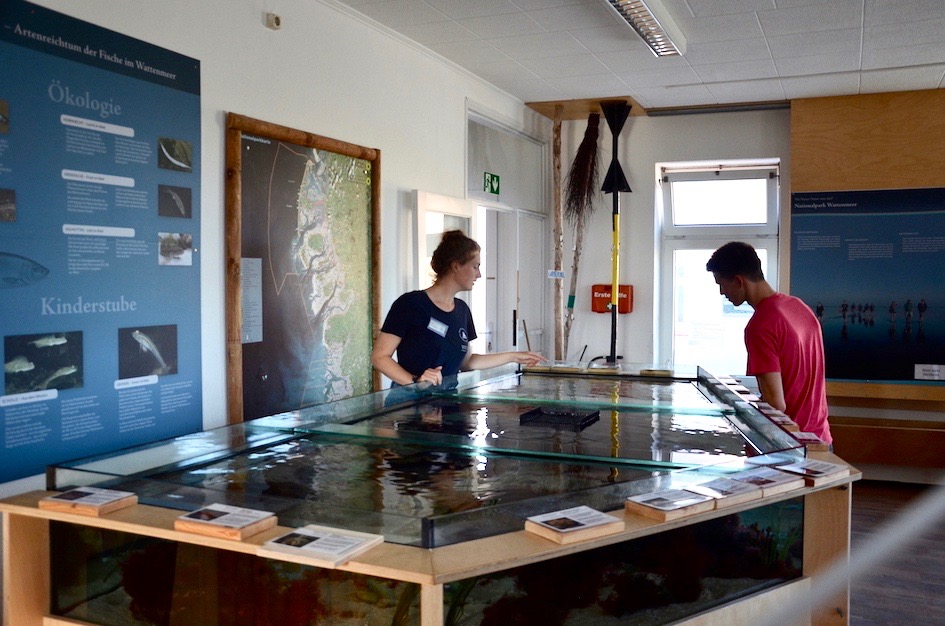 Freiwillige zeigt Gast Aquarium