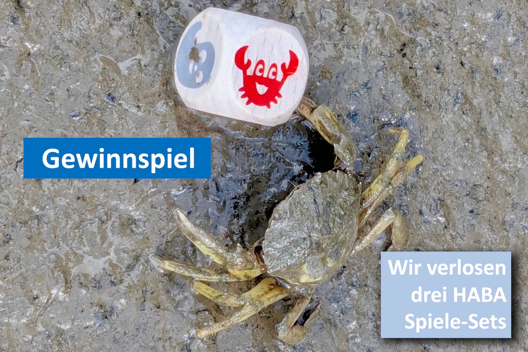 Strandkrabbe mit Spielwürfel