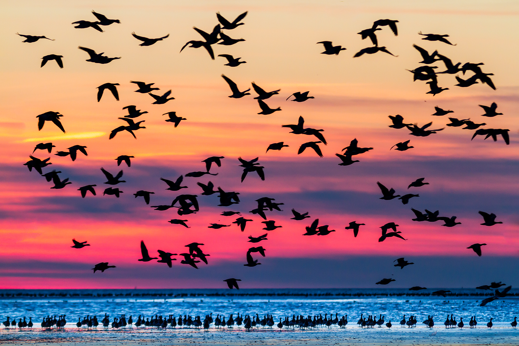 Gänse im Abendlicht