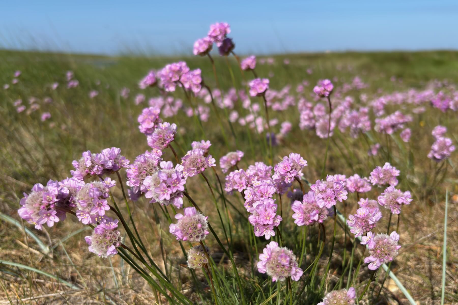 Rosa Blütenteppich