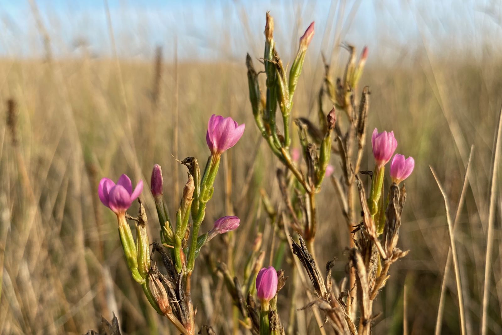 Bunte Blüten und Insekten - Schutzstation Wattenmeer