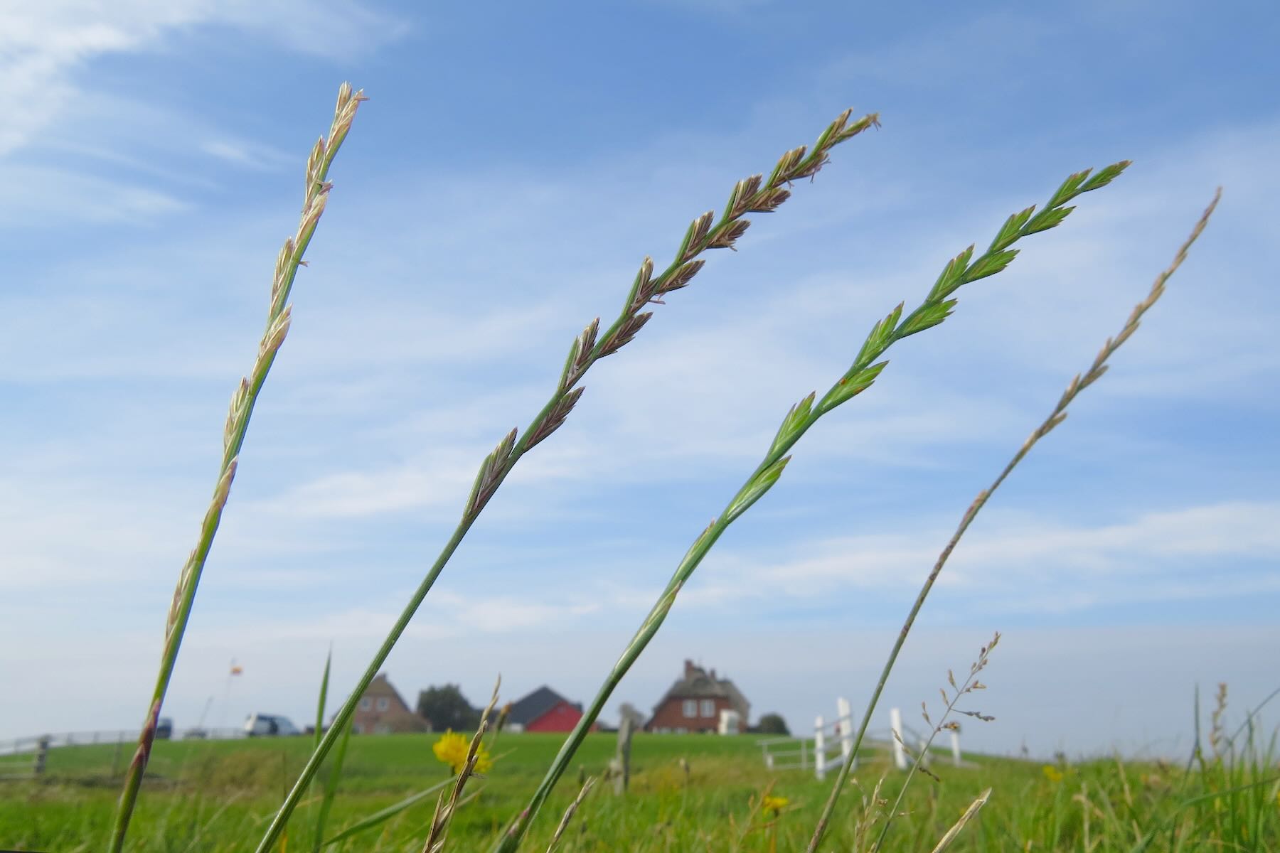 Weidelgras vor Halligwarft