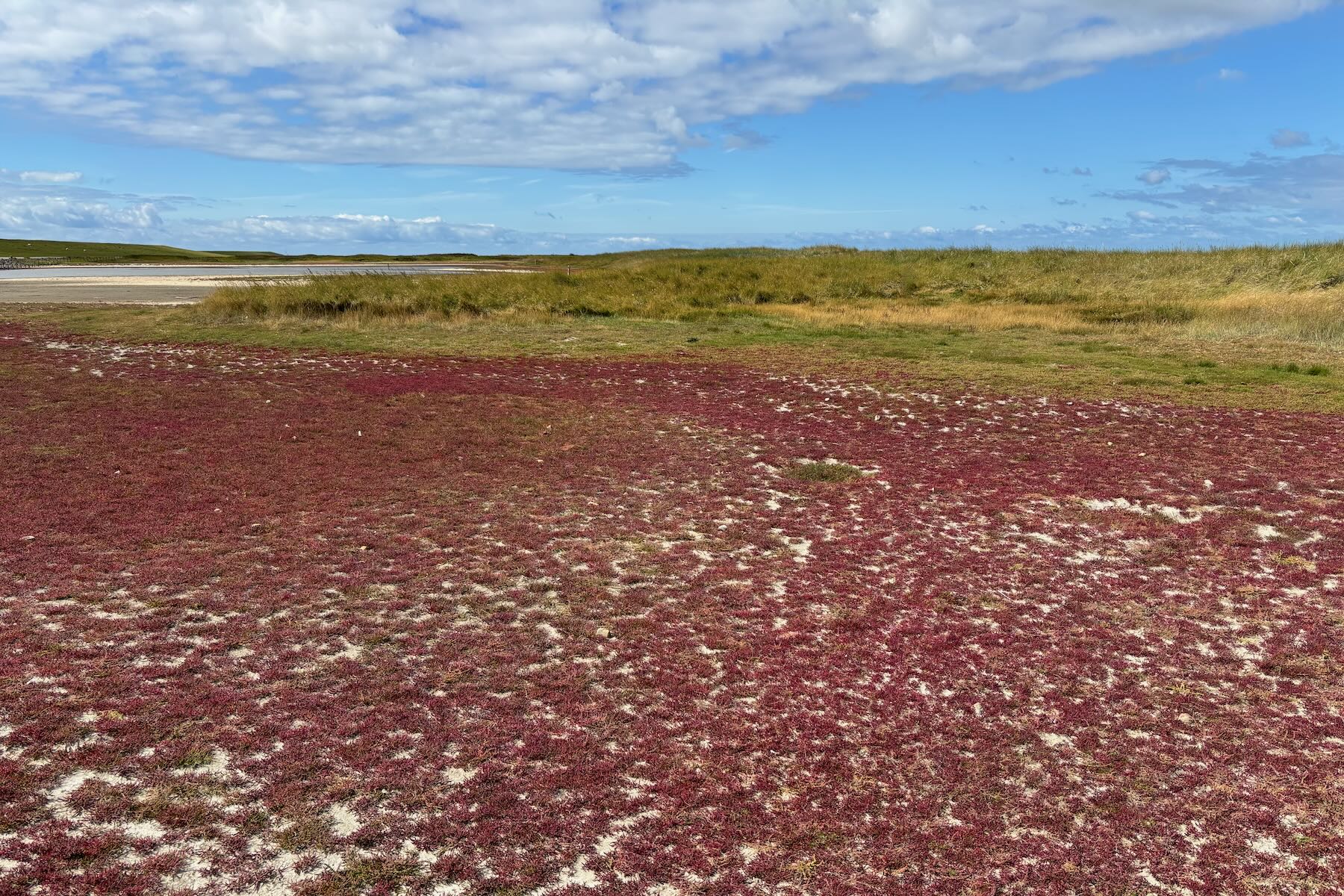 Rote Quellerwiese