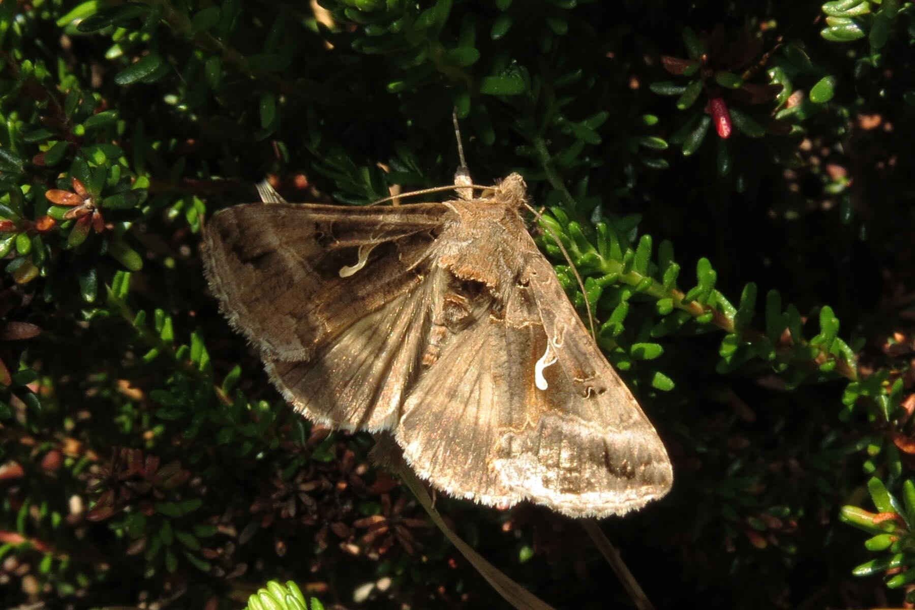 Schmetterling in Dünenvegetation