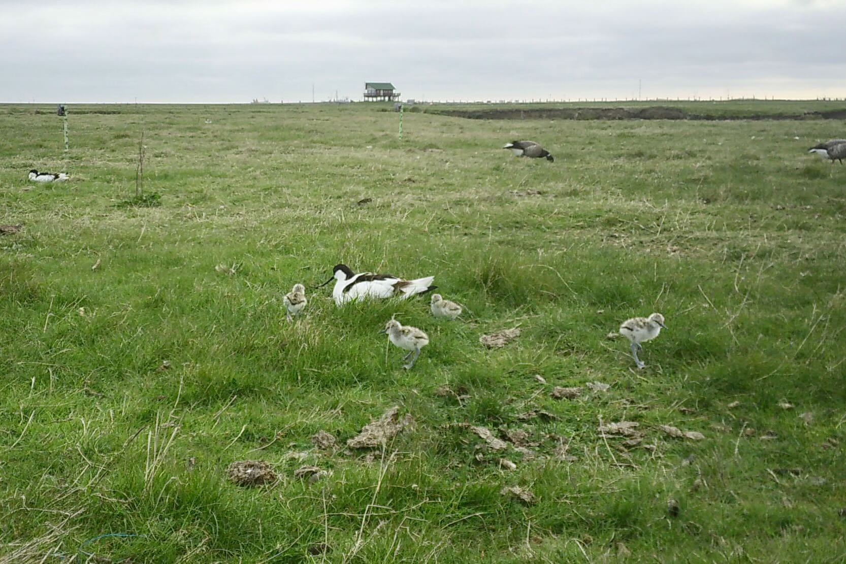 Säbelschnäbler mit 4 Jungen