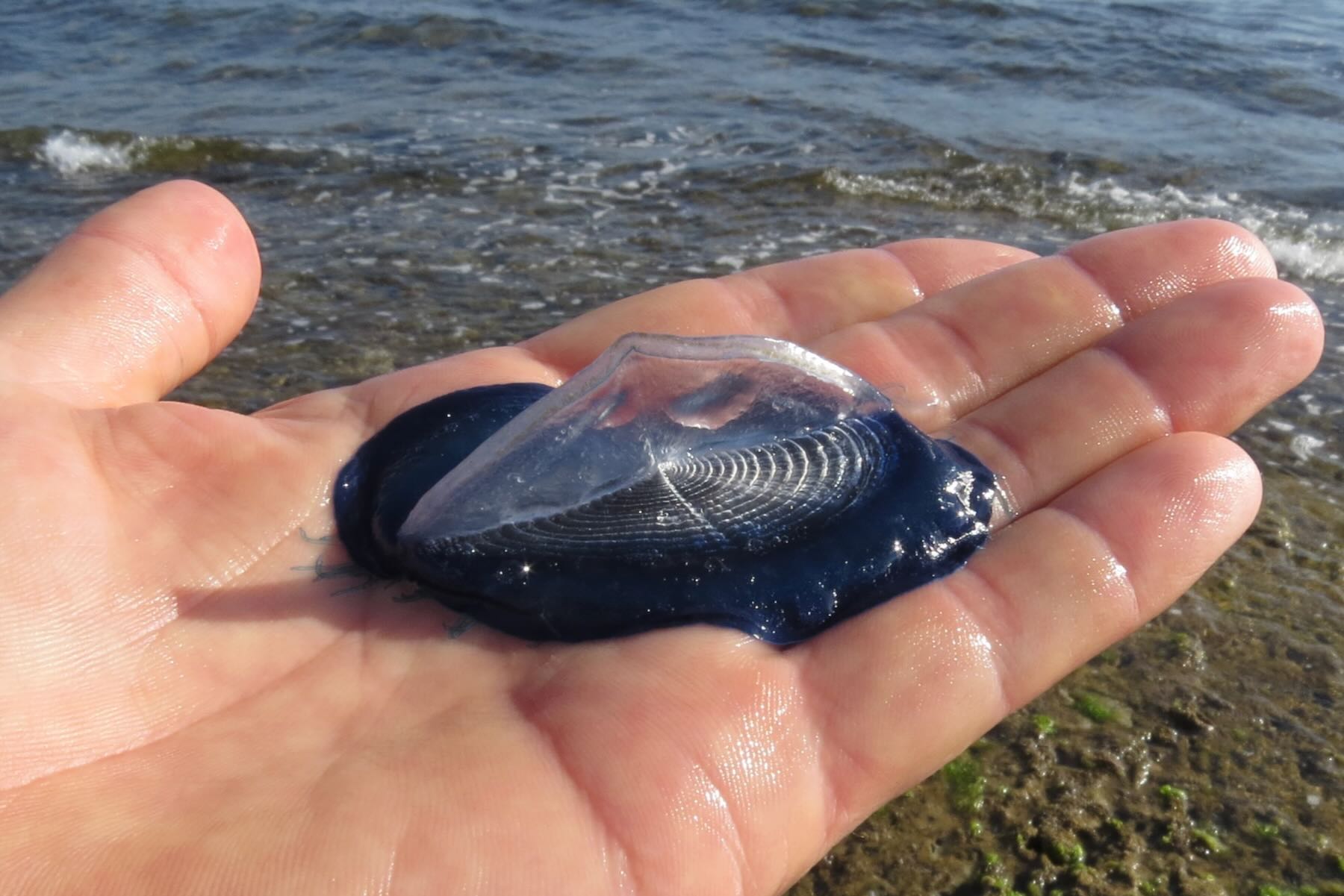 Velella auf Hand