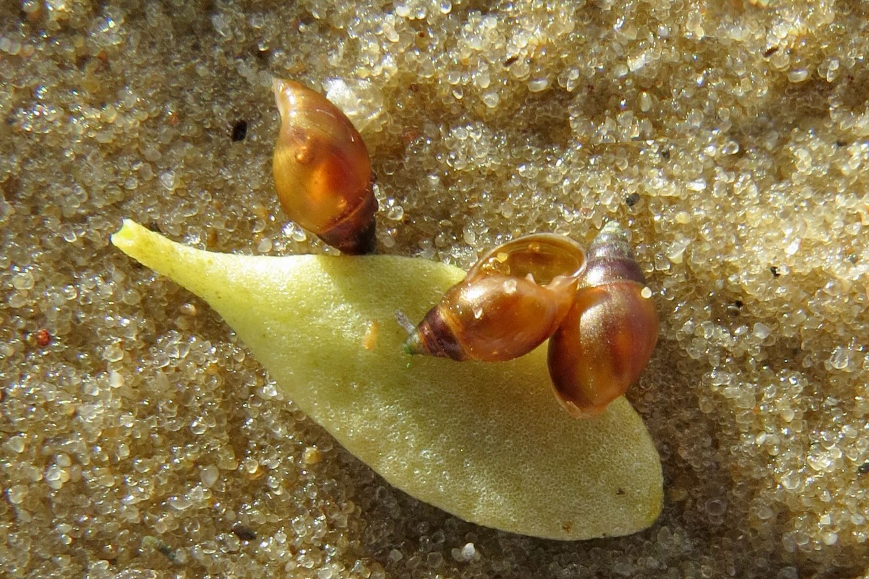 Transparent braune Schneckengehäuse