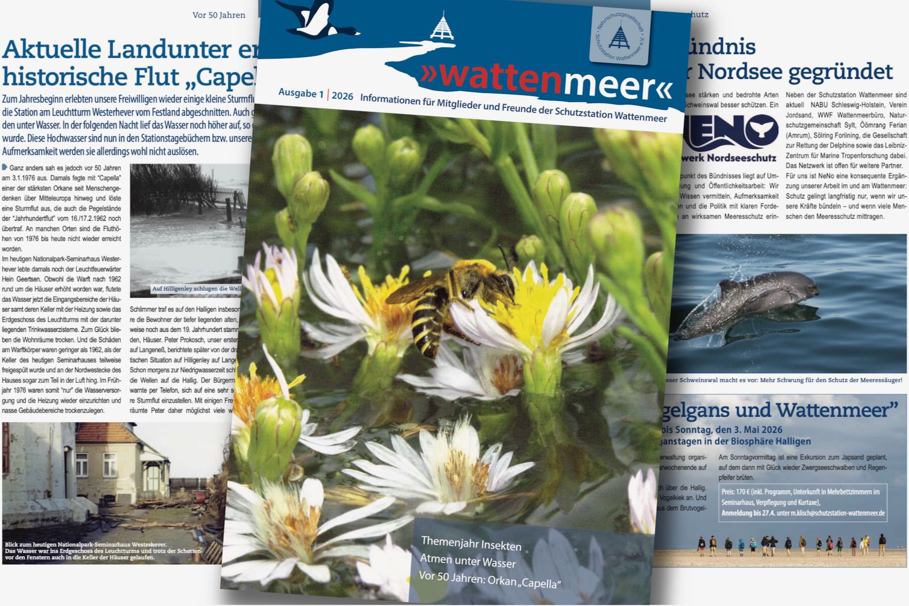 Collage von Titel- und Innenseiten