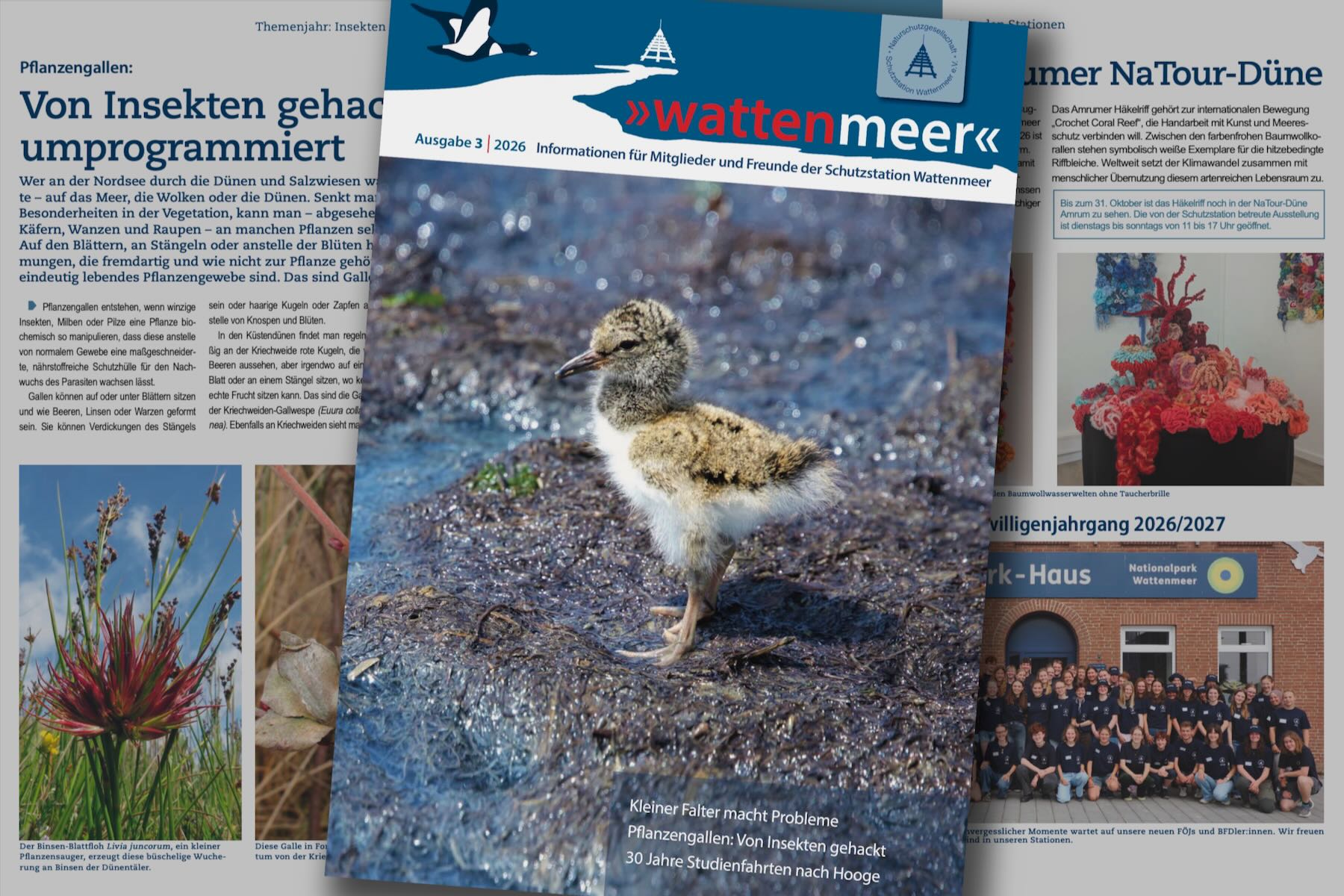 Collage aus Titel und Innenseiten